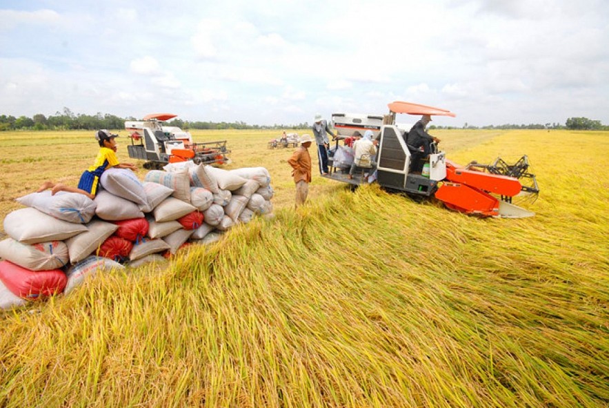 Thị trường lúa gạo hôm nay 23/6: Duy trì mức giá ổn định tại các tỉnh đồng bằng sông Cửu Long