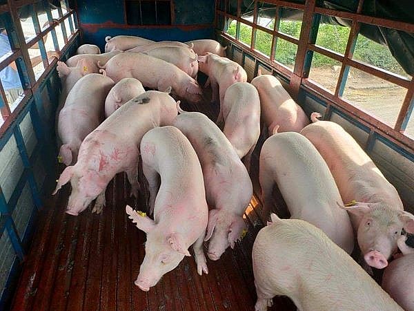 Giá lợn hơi hôm nay ngày 30/6 tăng từ 1.000 đến 3.000 đồng/kg