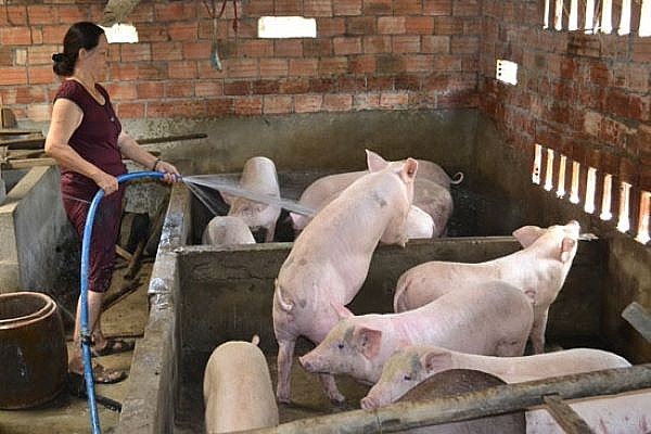 Giá lợn hơi hôm nay ngày 5/7: Giá lợn hơi hôm nay tại miền Bắc tăng 1.000 đồng/kg