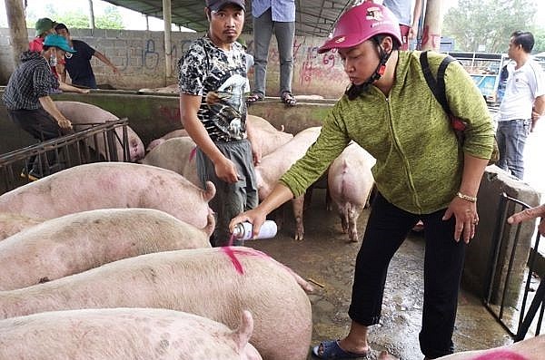 Giá lợn hơi hôm nay ngày 7/8 tại miền Bắc điều chỉnh tăng trên diện rộng