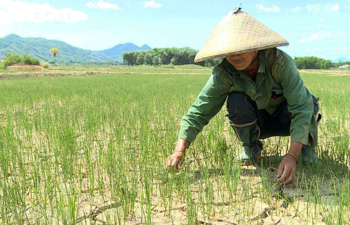 Hỗ trợ nông dân 5 tỉnh sản xuất nông nghiệp thông minh, chống chịu hạn hán