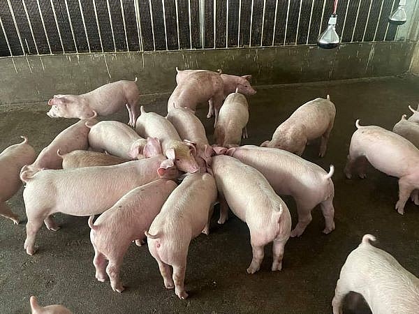 Giá lợn hơi hôm nay ngày 15/7/2022 tăng thêm 3.000 đồng/kg