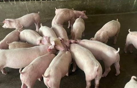 Giá lợn hơi hôm nay (23/11): Tăng nhẹ từ 1.000 đồng/kg đến 3.000 đồng/kg