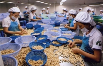 EVFTA helps boost Vietnam’s cashew nut export to France
