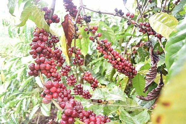 Vietnam eyes to expand coffee exports to Africa