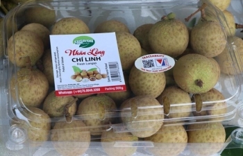 Hai Duong harvesting longan for exports