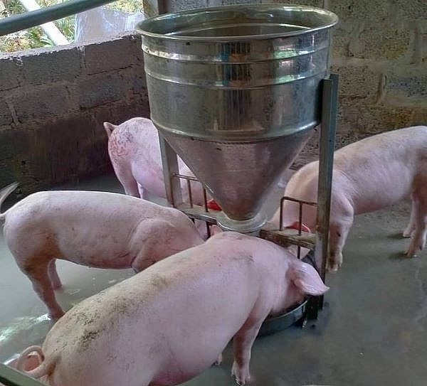 Giá lợn hơi hôm nay ngày 11/8 giao dịch ở mức 60.000 - 70.000 đồng/kg