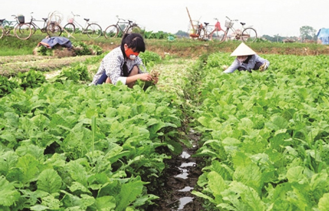 Kinh tế tập thể, hợp tác xã chưa thực sự là nền tảng của sản xuất nông nghiệp