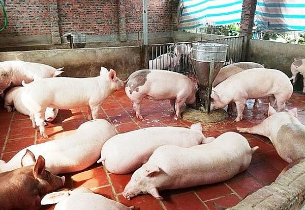 Giá lợn hơi hôm nay ngày 5/8 thu mua ở mức 60.000 - 69.000 đồng/kg