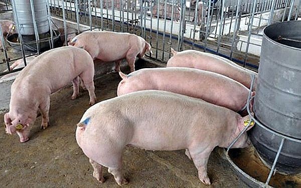 Giá lợn hơi hôm nay ngày 6/8: Tăng giảm trái chiều, có nơi giảm sâu tới 6.000 đồng/kg