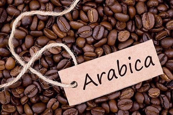 Giá cà phê hôm nay ngày 6/8: Arabica lao dốc mạnh