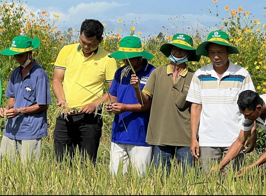 Nhà nông phấn khởi thu lợi hơn 10 triệu đồng/ha nhờ mô hình liên kết sản xuất lúa chất lượng cao của PVCFC