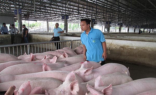 Giá lợn hơi giảm: Cân đối cung-cầu để người tiêu dùng và chăn nuôi được hưởng lợi