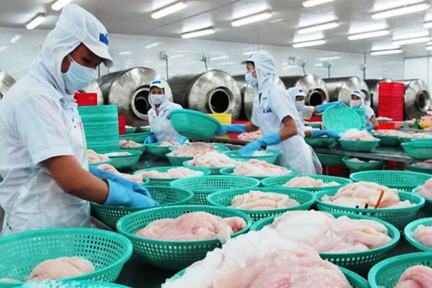 Một nhà máy chế biến thịt thăn cá basa xuất khẩu Hoa Kỳ. Ảnh Việt Dũng