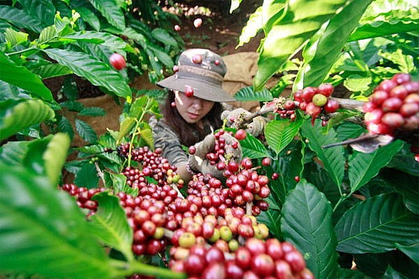 Giá cà phê hôm nay ngày 15/8 dao động ở mức 48.500 - 49.000 đồng/kg
