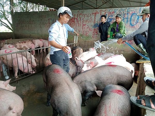 Giá lợn hơi hôm nay ngày 16/8: Có nơi tăng mạnh 4.000 đồng/kg