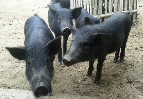 Giá lợn hơi hôm nay ngày 18/8 giao dịch ở mức 58.000 - 71.000 đồng/kg