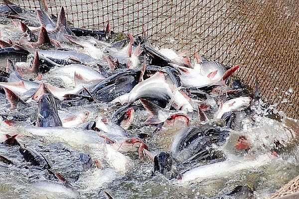 Xuất khẩu thủy sạn hạ nhiệt vì sao?