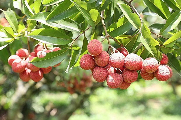 Bac Giang rakes in 6.8 trillion VND from lychee, support services