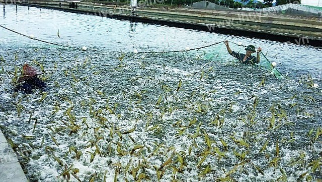Gov't targets to raise aquatic export value to nearly US$8 bln by 2025