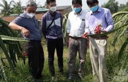 Cấp mã số vùng trồng sẽ đảm bảo truy xuất nguồn gốc sản phẩm cây trồng