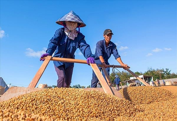 Giá cà phê hôm này ngày 12/9: Tăng, giảm trong cả tuần