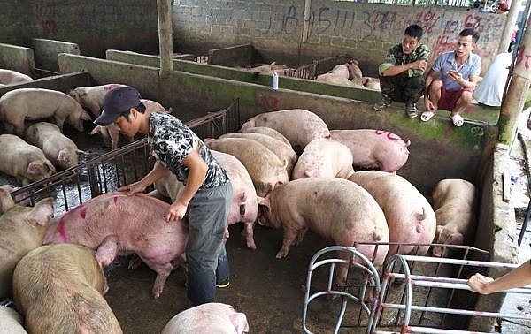 Giá lợn hơi hôm nay ngày 5/9: Thu mua từ 60.000- 69.000 đồng/kg