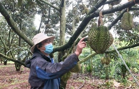 Trung Quốc đồng ý 51 mã số vùng trồng, 25 mã số cơ sở đóng gói sầu riêng Việt Nam