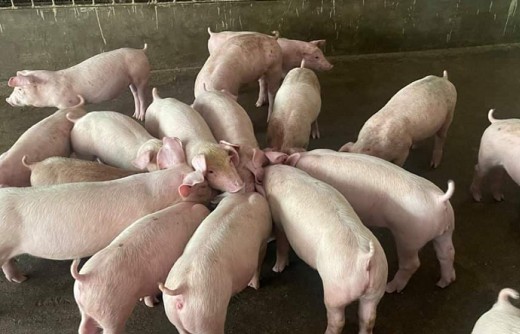 Giá lợn hơi hôm nay (ngày 21/9): Hà Nội giảm xuống 6.000 đồng/kg