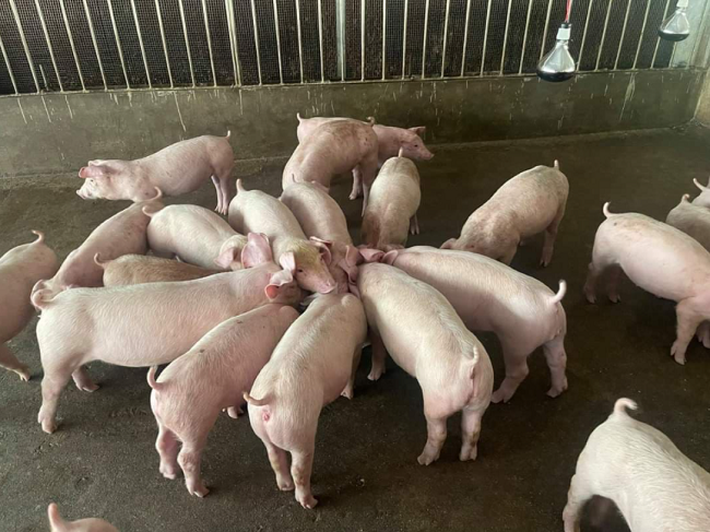 Giá lợn hơi hôm nay ngày 21/9: Hà Nội giảm xuống 6.000 đồng/kg