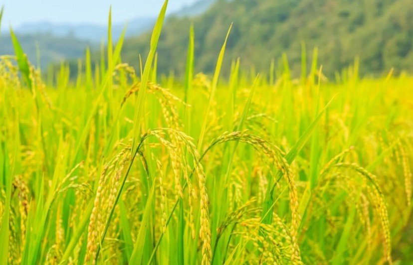 Giá lúa gạo thế giới ngày 21/9: Giá chào bán gạo xuất khẩu tăng mạnh