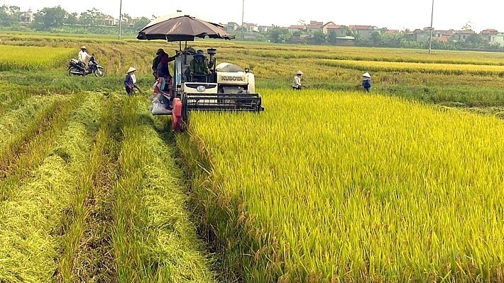 Giá lúa gạo ngày 14/9: Gạo nguyên liệu ổn định