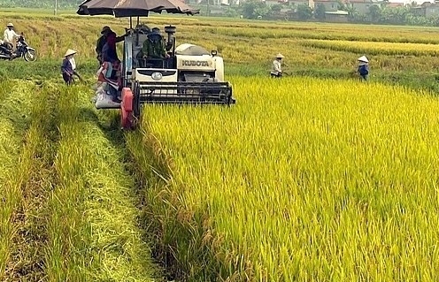 Giá lúa gạo ngày 20/9: Giá gạo xuất khẩu tăng, thị trường trong nước sôi động