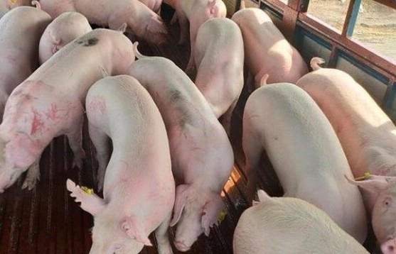 Giá lợn hơi hôm nay (18/1) thu mua từ 51.000 - 54.000đồng/kg
