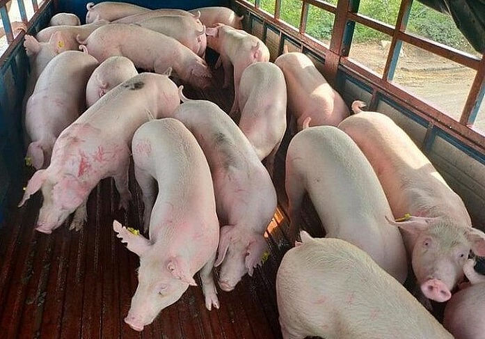 Giá lợn hơi hôm nay (18/1) thu mua từ 51.000 - 54.000đồng/kg