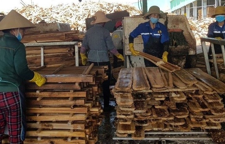Thiếu minh bạch về nguồn gốc, doanh nghiệp gỗ rừng trồng khó được hoàn thuế giá trị gia tăng