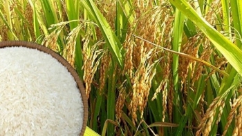 Giá lúa gạo hôm nay (27/9): Giá gạo xuất khẩu tăng mạnh