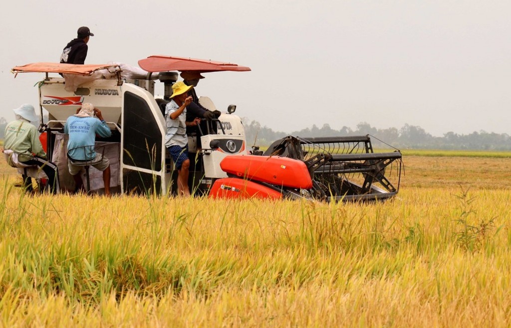 Giá lúa gạo ngày 19/9: Thị trường lúa trong nước vẫn chưa có sự khởi sắc