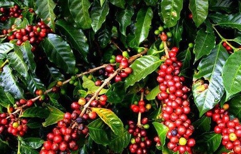 Giá cà phê trong nước hôm nay (22/9) tăng 500 đồng/kg