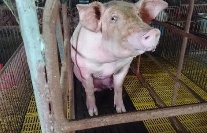 Giá lợn hơi hôm nay ngày (19/9) giảm 1.000 đồng/kg tại miền Bắc và miền Trung