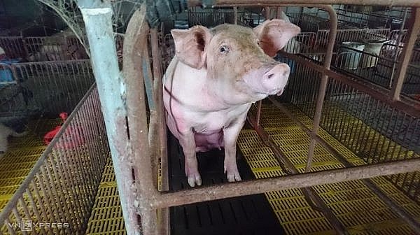 Giá lợn hơi hôm nay ngày 19/9: Giảm nhẹ 1.000 đồng/kg