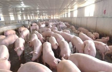 Giá lợn hơi hôm nay (30/9): Giảm từ 1.000 đồng/kg- 2.000 đồng/kg