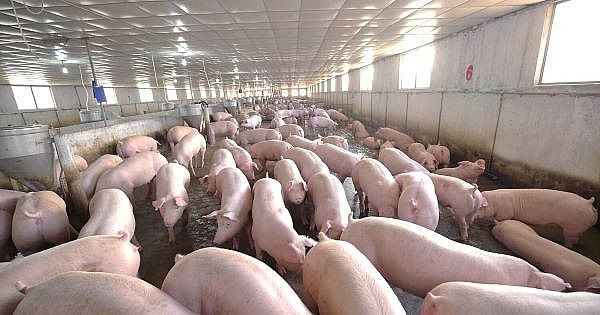 Giá lợn hơi hôm nay (28/9) giảm từ 1.000 - 5.000 đồng/kg