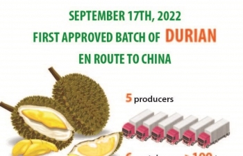 First approved batch of Vietnamese durians en route to China