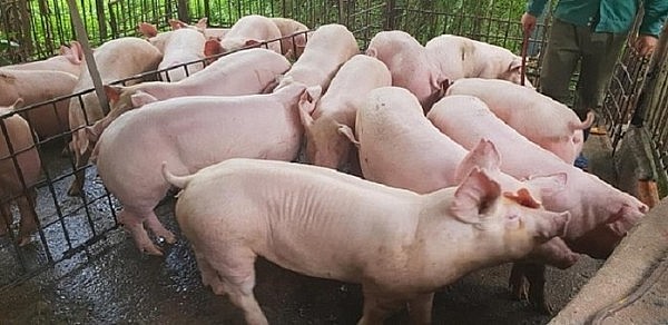 Giá lợn hơi hôm nay ngày 22/9 tiếp tục giảm thêm 1.000 - 5.000 đồng/kg