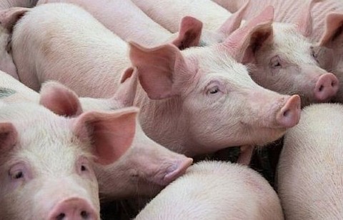 Giá lợn hơi hôm nay (8/12) giảm nhẹ 1.000 đồng/kg tại miền Nam