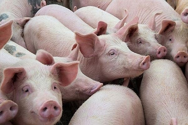 Giá lợn hơi hôm nay (23/9) giảm nhẹ 1.000 - 2.000 đồng