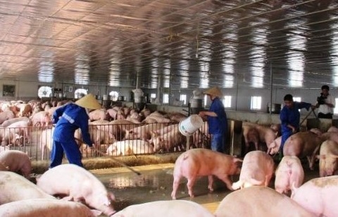 Giá lợn hơi hôm nay (6/10): Giảm 1.000 - 2.000 đồng/kg tại một số địa phương miền Bắc