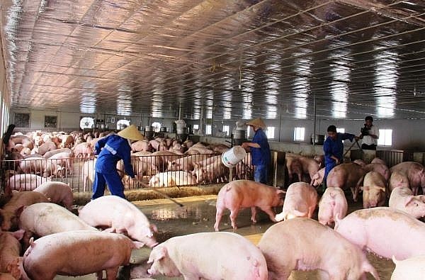 Giá lợn hơi hôm nay (6/10): Tăng, giảm trái chiều 1.000 - 2.000 đồng/kg tại miền Bắc, miền Nam.