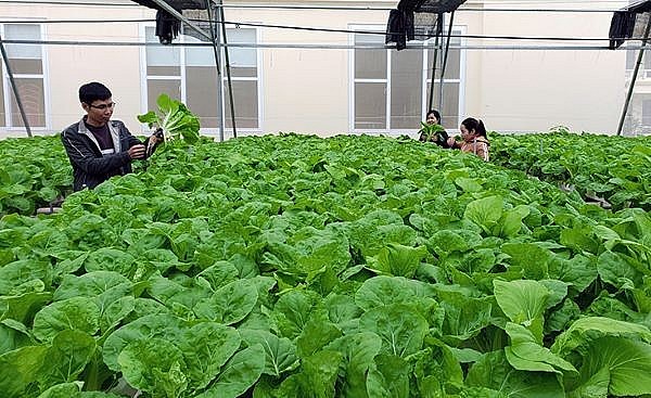 Việt Nam có nhiều tiềm năng phát triển nông nghiệp xanh
